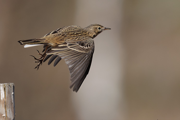 Anthus pratensis meadow pipit flying
